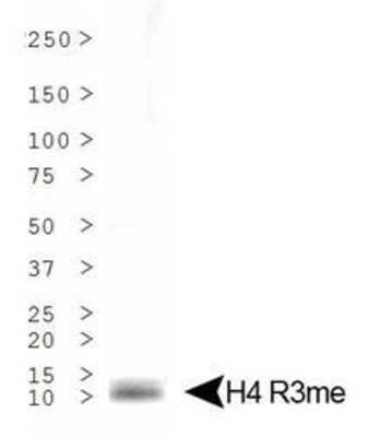 Western Blot: Histone H4 [Monomethyl Arg3] Antibody [NB21-2011]